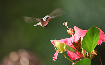 Hummingbird and Hibiscus, hummingbird, bird, hibiscus, macro HD wallpaper