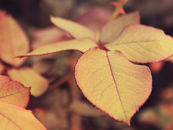 Leaves, Macro, Branches HD wallpaper