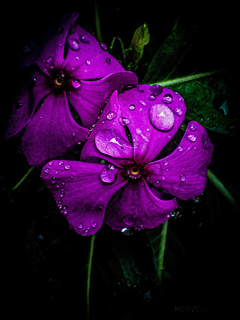 Noyon tara, nature, black, dark, , flower HD phone wallpaper
