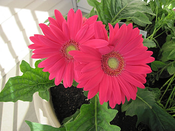 Plants, Flowers HD wallpaper