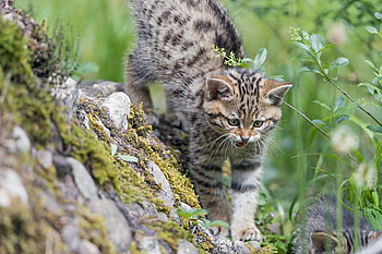 Animals, Grass, Cat, Kitty, Kitten, Grin, Stroll, Wild Cat, Wildcat HD wallpaper