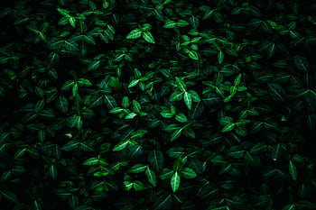 Vivid dark green leaves create a lush natural background perfect for designs. HD wallpaper