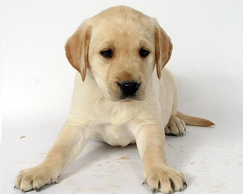 Puppy, paws, lab, tan HD wallpaper