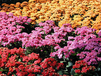 Plants, Flowers HD wallpaper