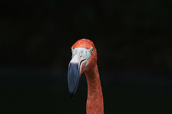Pink bird, minimal, flamingo, muzzle HD wallpaper