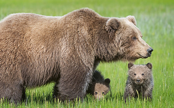 Bears, mother, babies, grass HD wallpaper
