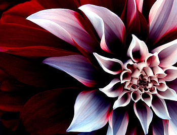beautiful enigmatic flower, beautiful flower, red flower HD wallpaper