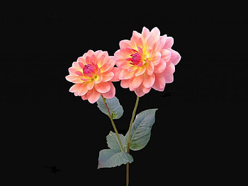 Twin flames, pink, flowers HD wallpaper