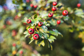 Hawthorn tree tags, Motosha stock , Nature HD wallpaper