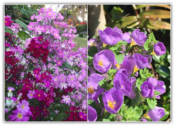 FLOWER COLLAGE, FLOWER, NATURE, COLLAGE HD wallpaper