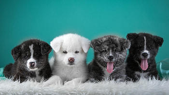 and backgronds, Captivating ry, Stunning visuals, Personal touch HD wallpaper