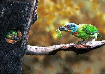 Birds Feed, cool, birds, feed HD wallpaper