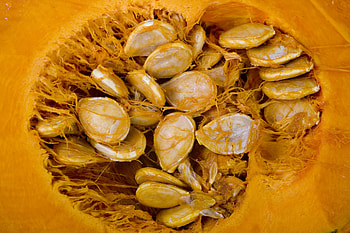 Poisonous pumpkin seeds, Cautionary note, Toxic effects, Health risks HD wallpaper