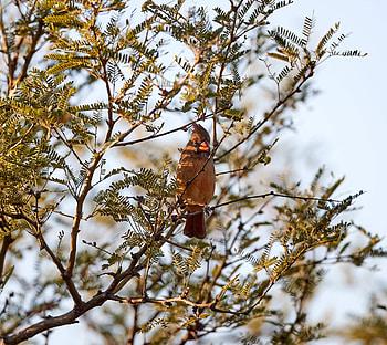 Animals, Bird, Branches, Red Cardinal, Cardinal HD wallpaper
