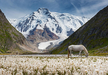 mountain, horse, fun, cool, nature, flowers HD wallpaper