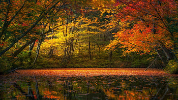 Quiet light - Vermont Countryside, leaves, fall, autumn, colors, trees, usa HD wallpaper