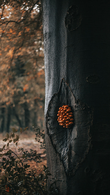 Nature, Mashrooms, Wood, Forest, Tree, Trunk HD phone wallpaper