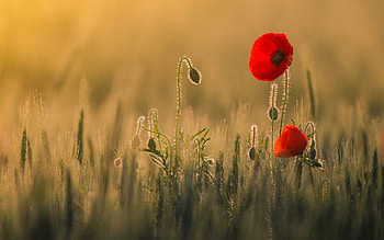Poppy flower elegance, Vibrant floral beauty, Blooming red blossoms, Nature's breathtaking sight HD wallpaper