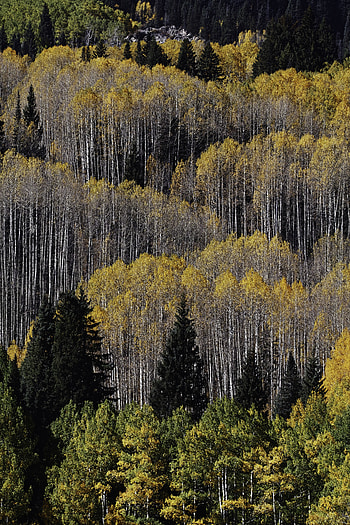 Nature, Trees, Forest, Spruce, Fir, Birch HD phone wallpaper