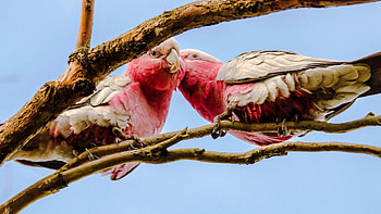 Cute Couple, animal, couple, birds, parrots HD wallpaper
