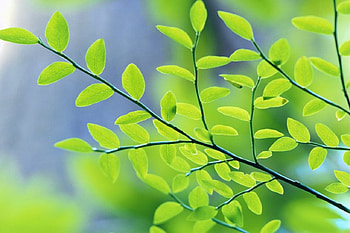 Young life, sunny, green, new life, spring, fresh, tree HD wallpaper