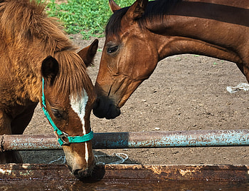 The Horses, closeup, art , two horses, nice, brownn HD wallpaper