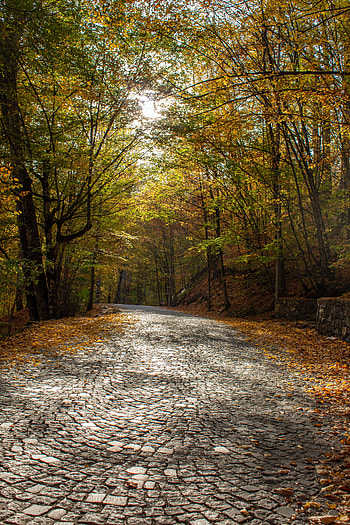 Nature, Trees, Autumn, Road, Alley HD phone wallpaper