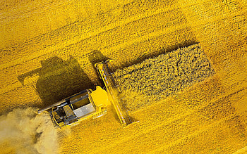 aerial view, harvesting wheat, combine, agriculture, summer, green feilds, beautiful nature, R, yelllow combine, agriculture concepts HD wallpaper