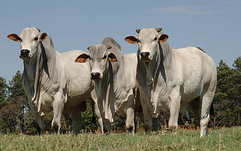 Brahman bulls, Cow HD wallpaper