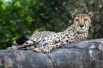 Cheetah's majestic grace, Fastest land mammal, Elegant spotted coat, Iconic African animal HD wallpaper