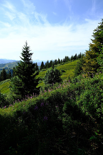 Landscape, Nature, Trees, Grass, Mountains, Bush, Lawn HD phone wallpaper