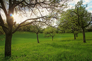 Landscape, Nature, Trees, Field, Garden HD wallpaper
