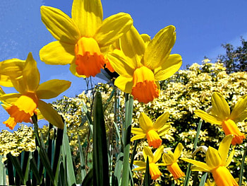 Spring into my garden, garden, flowers, spring, yellow HD wallpaper