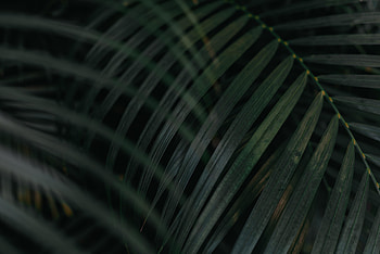 Plant, Macro, Palm, Leaflet HD wallpaper