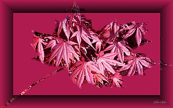 Framed Red Maple, summer, leaves, framed, maple, washington, red HD wallpaper