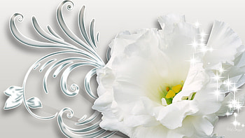 Purity in White, white, firefox persona, floral, swirls, flower, silver, virgin, flora, pure HD wallpaper