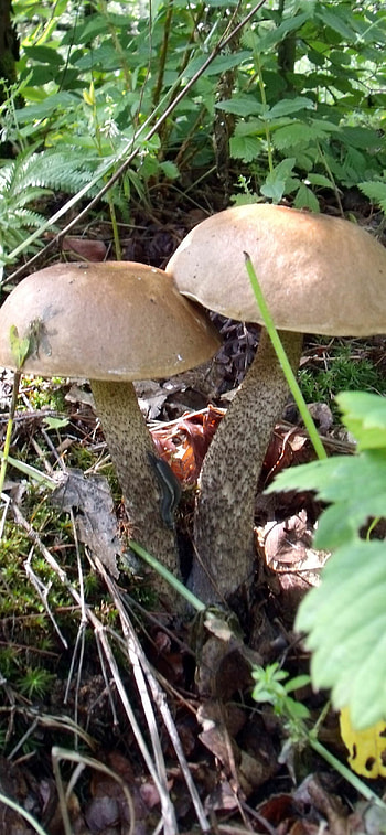 Blue mushrooms, quality, X , Mobile artistry HD phone wallpaper