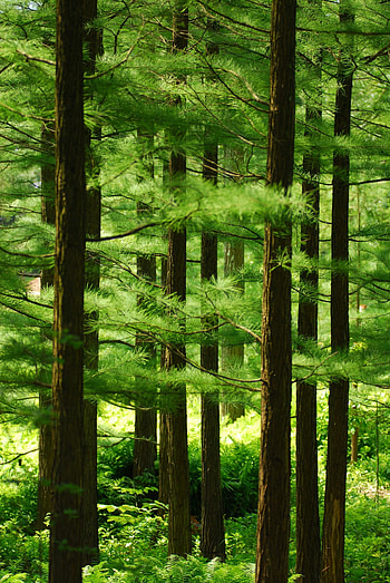 Cedar Tree, Beautiful landscapes, Scenic beauty, Nature graphy HD phone wallpaper