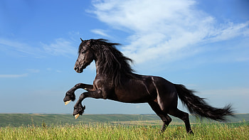 Horse Jump, jump, black, horse, animals HD wallpaper