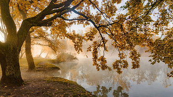 Autumn, river, lake, tree HD wallpaper