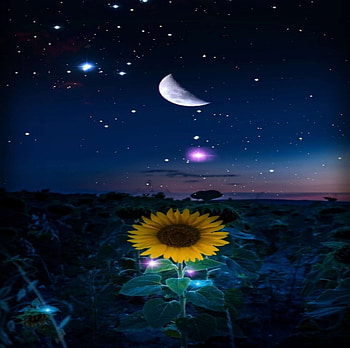 Starry Night, Flower, Space, Moon, Blue, Stars HD wallpaper