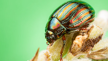 Beetle, Beetle animal , Animal, Posted HD wallpaper
