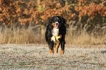 Animals, Dog, Stroll, Bernese Mountain Dog, Berne Zennenhund, Bernese Shepherd HD wallpaper