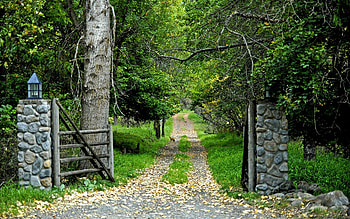 Green Nature, green, trees, road, forests, nature HD wallpaper