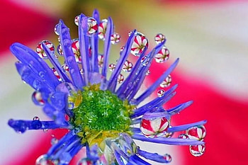 blue, drops, reflection, flower HD wallpaper