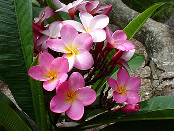 Flowers, Leaves, Pink, Beauty, Log, Plumeria HD wallpaper