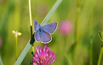 Grass, Summer, Macro, Butterfly, Clover HD wallpaper
