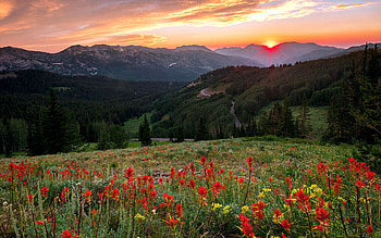 Summer sunset in Big Cottonwood Canyon, Utah, colors, landscape, usa, wildflowers, field, clouds, sky, flowers, mountains HD wallpaper