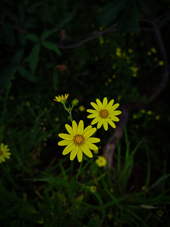 Bloom, Flowers, Plant, Macro, Flowering HD phone wallpaper