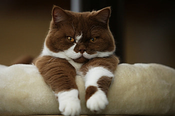 Chocolate, color, cat, beautiful, couch, look HD wallpaper